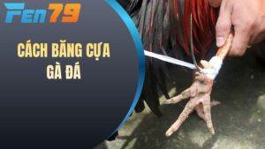 Cách băng cựa gà đá