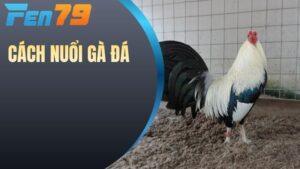 Cách nuôi gà đá
