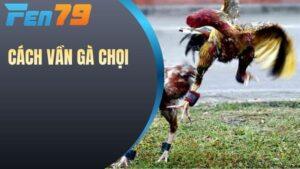 Cách vần gà chọi