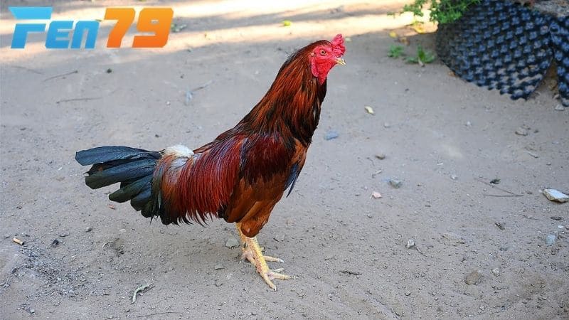 Chế độ chăm sóc gà khi có cựa Nhật Nguyệt