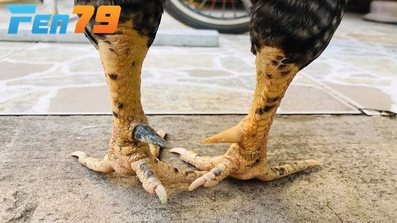 Gà có cựa Nhật Nguyệt thường có vảy quý đi kèm theo