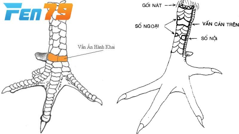 Gà có vảy vấn cán tốt hay xấu tùy vào vị trí vảy mọc