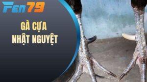 Gà cựa nhật nguyệt