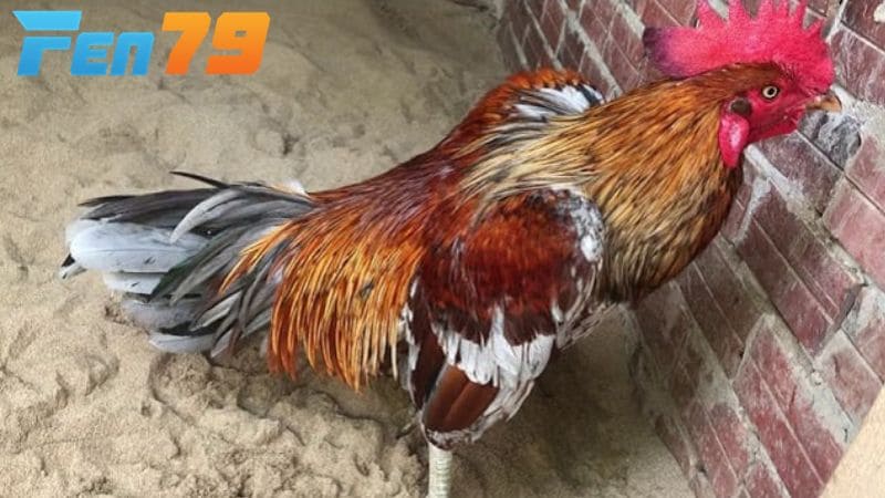 Nên cho gà có vảy vấn cán nghỉ ngơi sau khi tập luyện