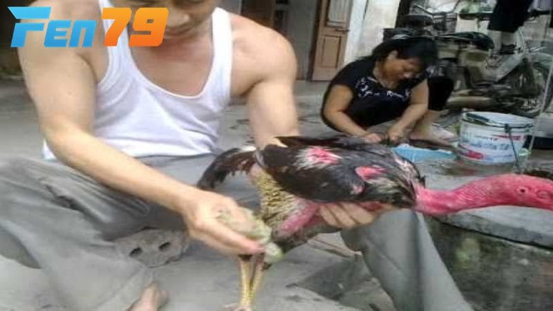 Những lưu ý sau khi vào nghệ cho gà chọi