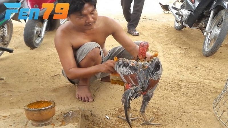 Thực hiện vào nghệ cho gà chọi từ đầu gà xuống thân