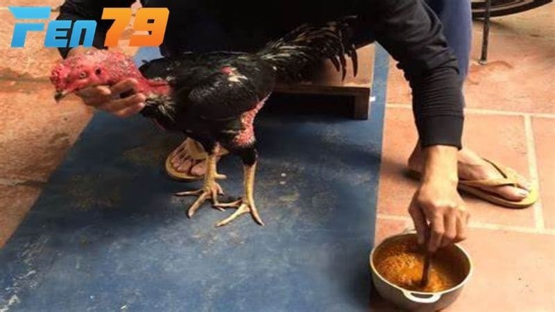 Vào nghệ cho gà chọi giúp tăng sức đề kháng cho gà