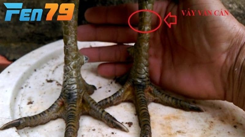 Vảy vấn cán là dấu hiệu để nhận biết khả năng thi đấu của chiến kê