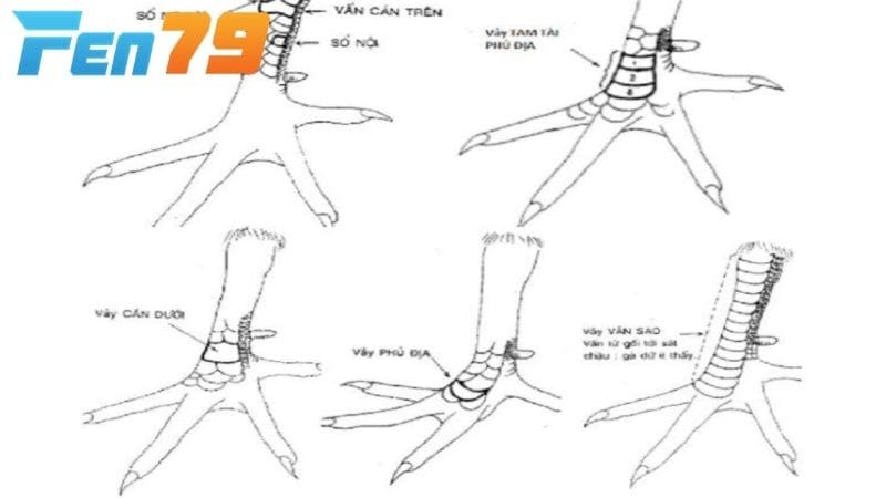 Vảy vấn cán nằm sát gối thưởng rất hiếm gặp