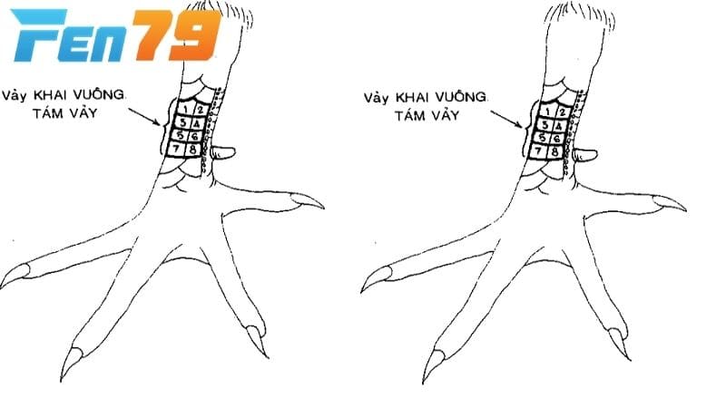 Vảy vấn cán nằm trên cựa gà đá