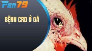 Bệnh CRD ở gà