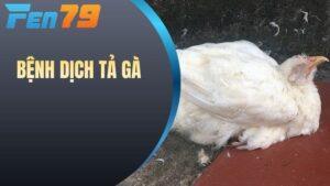 Bệnh dịch tả gà