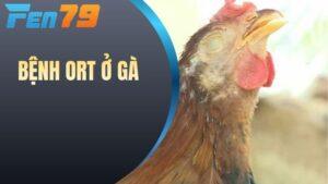Bệnh ORT Ở Gà