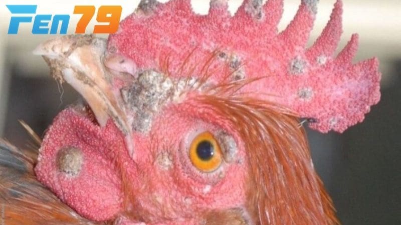 Bệnh đậu gà là bệnh truyền nhiễm do virus Aviproxvirus Bệnh đậu gà là bệnh truyền nhiễm do virus Aviproxvirus