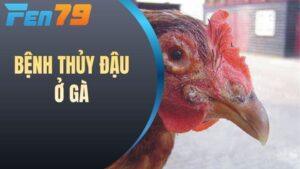 Bệnh thủy đậu ở gà