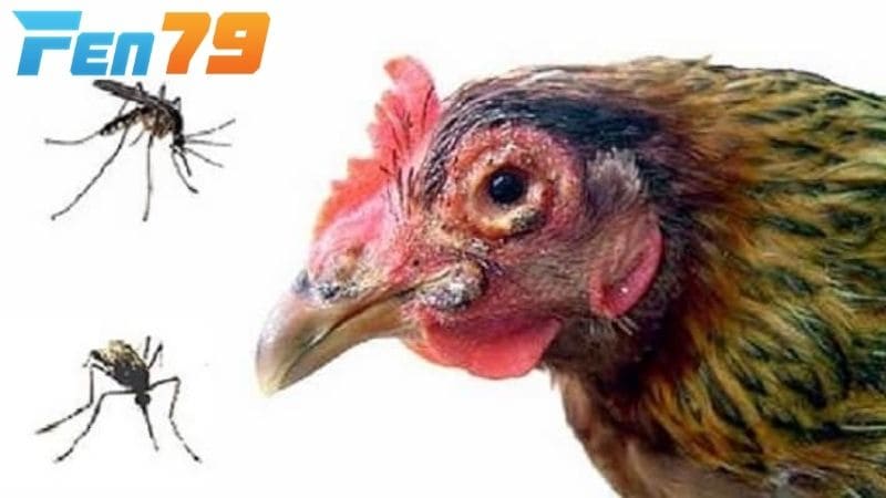 Bệnh đậu ở gà có nhiều nguyên nhân gây ra