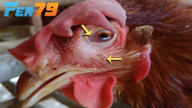 Bệnh thủy đậu ở gà dạng ướt