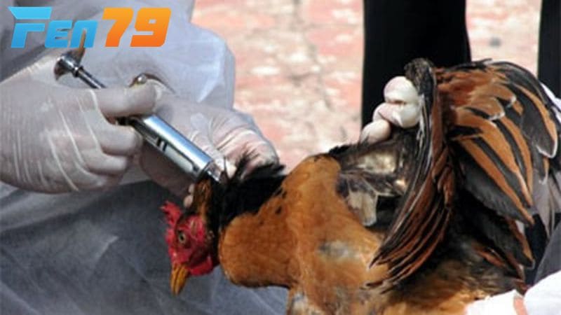 Bước 2 sử dụng thuốc kháng sinh và thuốc hỗ trợ giúp gà hồi phục