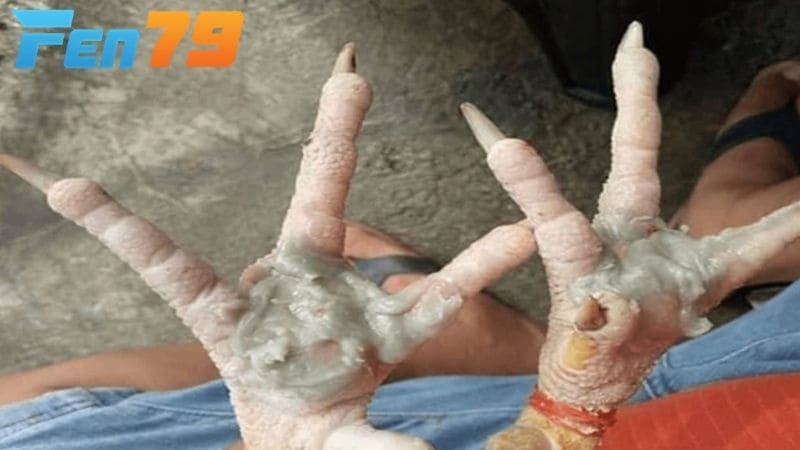 Các dấu hiện nhận biết đơn giản gà chọi bị chai chân