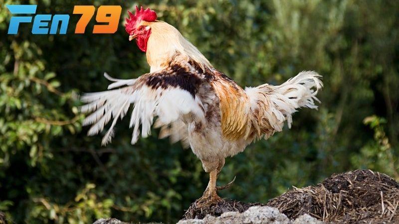 Các dấu hiệu nhận biết gà chuẩn bị thay lông