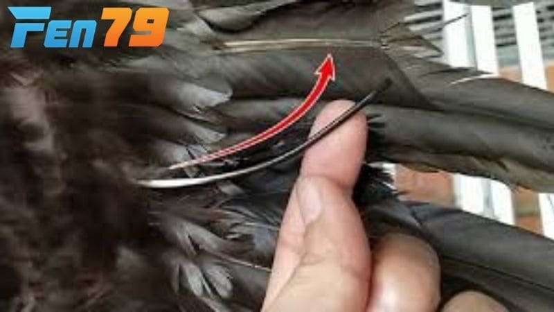 Các màu sắc của lông voi