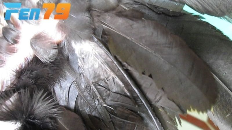 Các vị trí lông voi thường mọc