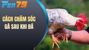Cách chăm sóc gà sau khi đá