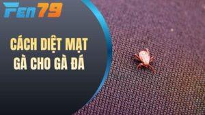 Cách diệt mạt gà cho gà đá