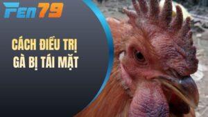 Cách điều trị gà bị tái mặt