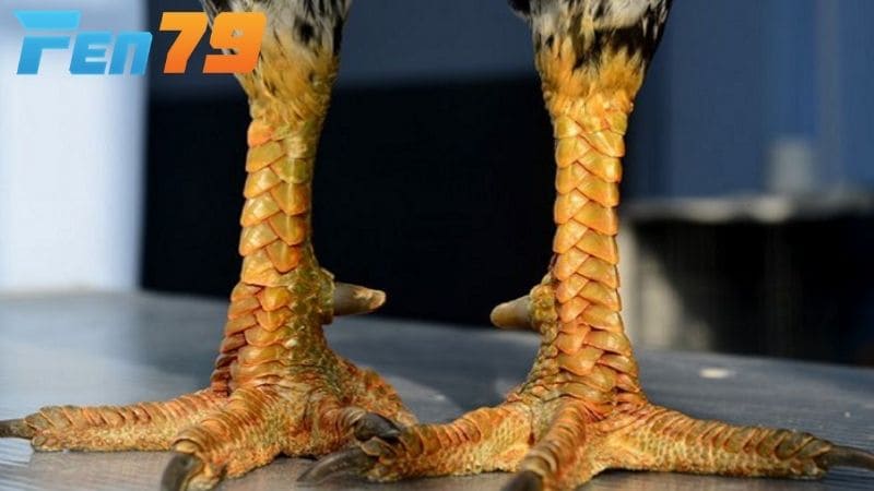 Chân gà chọi đẹp sẽ có cấu trúc cân đối, khung xương chắc khỏe và vảy hiếm