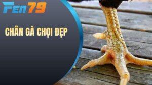 Chân gà chọi đẹp