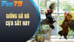 Chọn Giống Gà Đá Cựa Sắt Hay