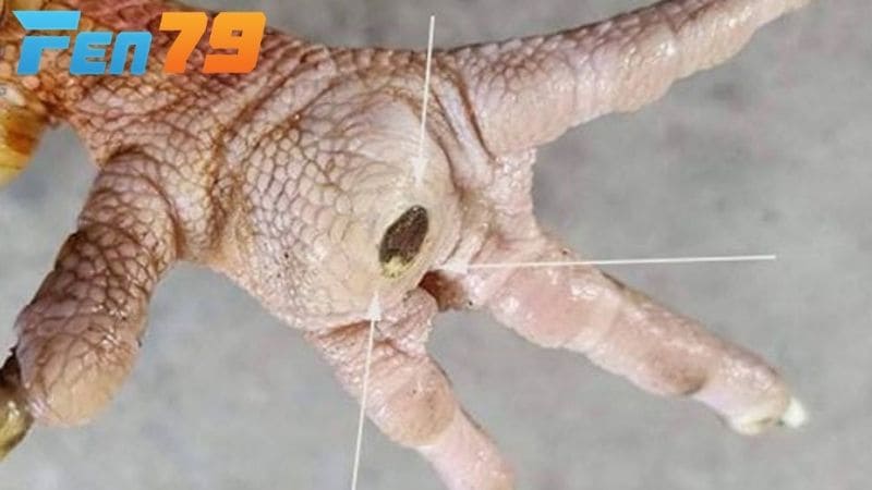 Có nhiều nguyên nhân làm cho gà chọi bị chai chân