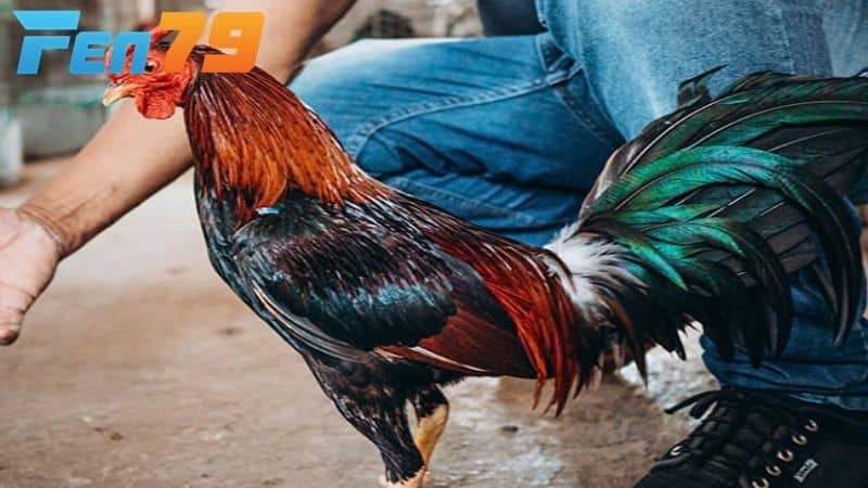 Chế độ nghỉ ngơi và phục hồi