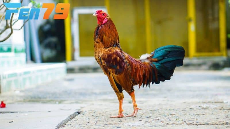 Không cho gà tái thi đấu quá sớm