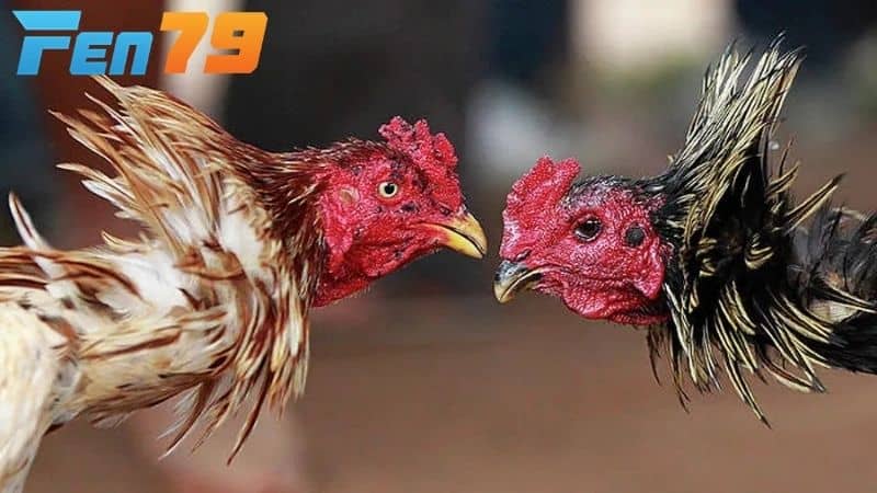 Gà sau khi thi đấu cần được chăm sóc đúng cách để nhanh chóng hồi phục