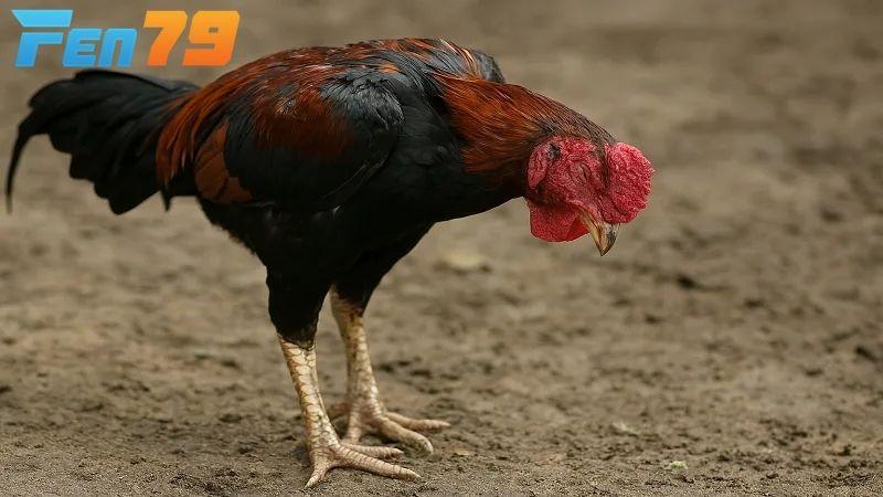 Khi xác định gà bị bệnh hãy điều trị bằng thuốc đặc trị giúp gà nhanh chóng khỏe mạnh