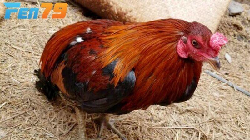 Khi gà bị tái mặt bạn nên điều chỉnh khẩu phần ăn phù hợp