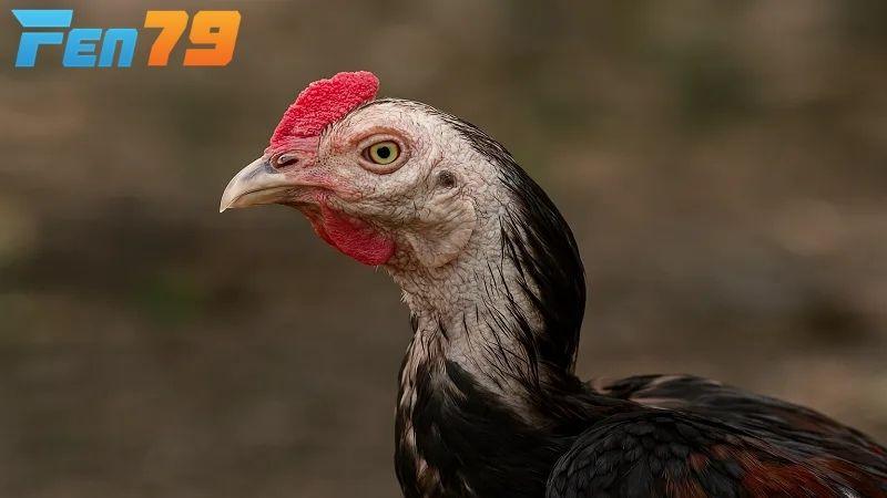 Gà bị tái mặt không phải là bệnh mà có thể do nhiều yếu tố ảnh hưởng