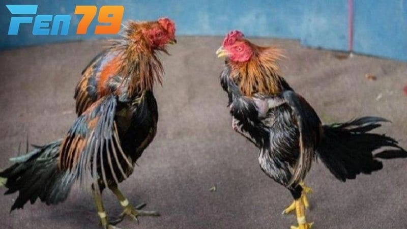 Gà chạy kiệu có lối đá di chuyển khá linh hoạt và né đòn khéo léo