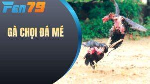Gà chọi đá mé