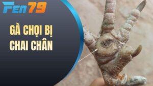 Gà Chọi Bị Chai Chân