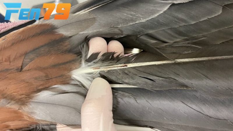 Gà lông voi được nhiều sư kê bỏ số tiền lớn để sở hữu