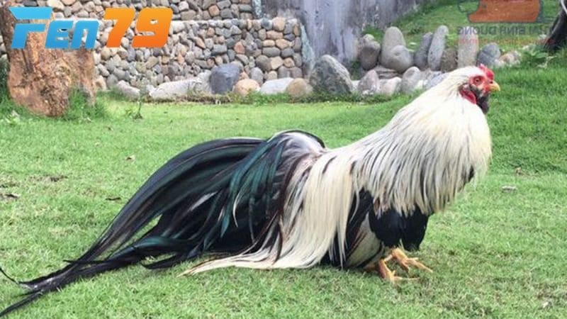 Gà tre Tân Châu có ngoại hình đẹp nên thường được nuôi để làm cảnh