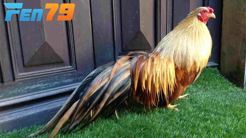 Gà tre Tân Châu có ngoại hình đẹp thường được bán với giá cao