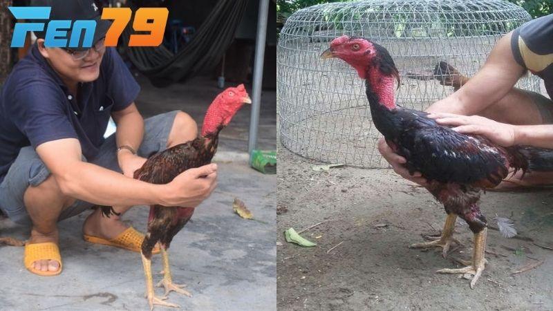 Giai đoạn 1 gà chuẩn bị thay lông và cung cấp đầy đủ các chất dinh dưỡng