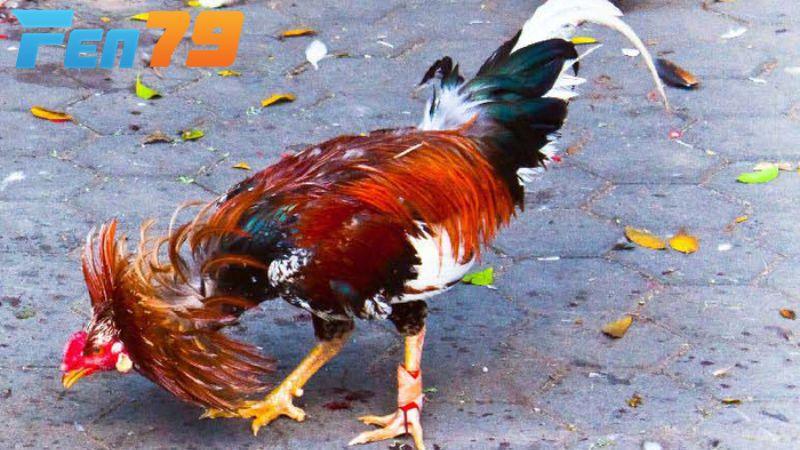 Giai đoạn 3 lông mọc hoàn chỉnh, có thể tập luyện nhẹ để trở lại thi đấu