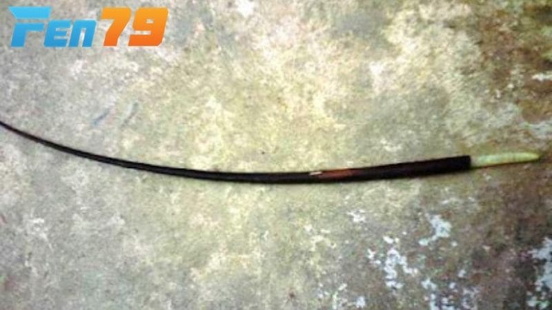 Hình dạng của lông voi Hình dạng của lông voi