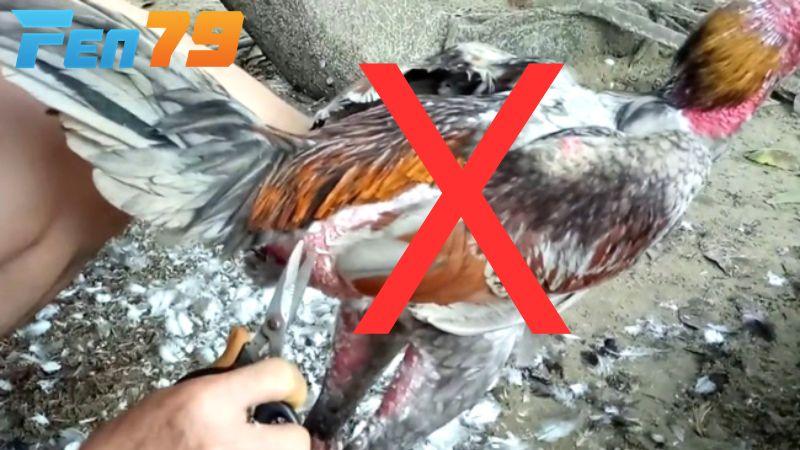 Nên để gà thay lông tự  nhiên không nên tác động tránh dẫn đến nhiều hệ lụy