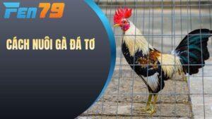 Những Cách Nuôi Gà Đá Tơ